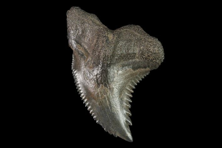 Snaggletooth Shark (Hemipristis) Tooth #143897